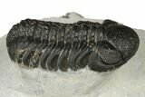 Austerops Trilobite - Visible Eye Facets #186723-2